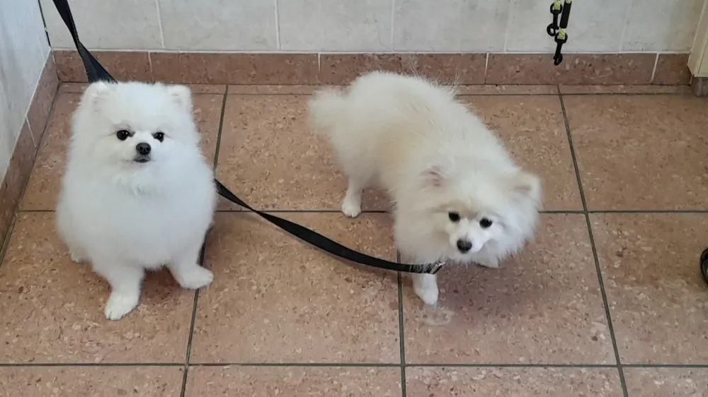 petits-chiens