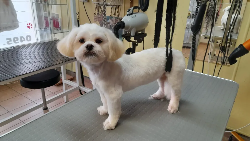 Soin chien à Ransart