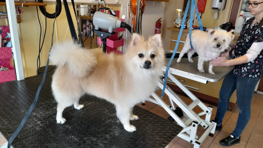 chien (3)-min