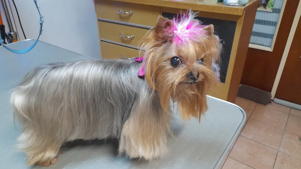 chien (4)-min