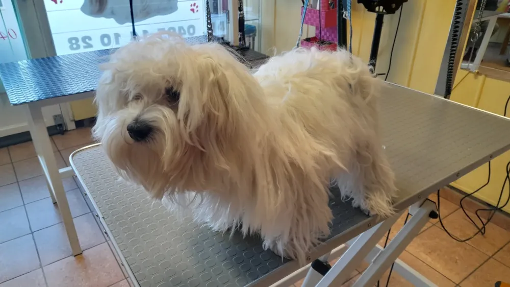 chien (1)-min